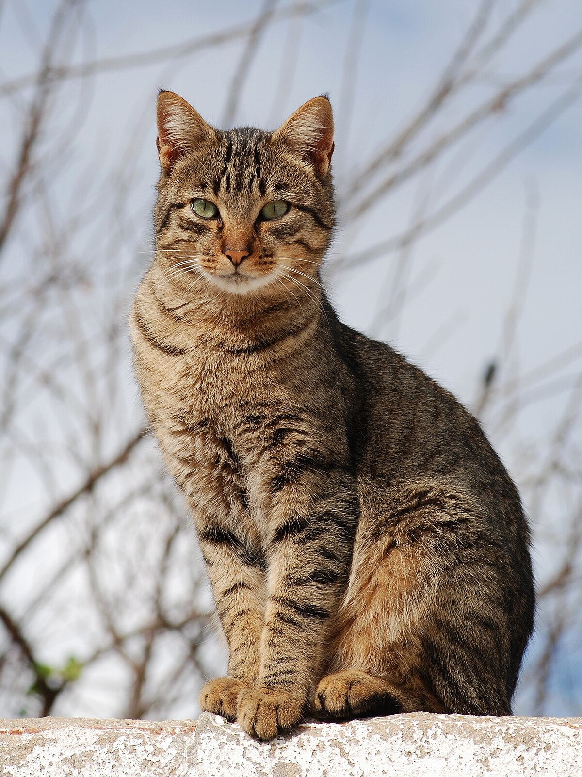 A beautiful domestic cat